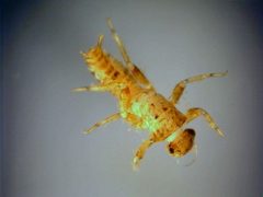 Teloganopsis deficiens nymph by Stroud Water Research Center. Used under a CC BY 3.0 license.