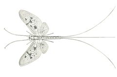Ephemeroptera illustration by United States. Bureau of Fisheries. Used under a No restrictions license.