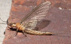 Hexagenia bilineata by Robert Webster. Used under a CC BY-SA 4.0 license.