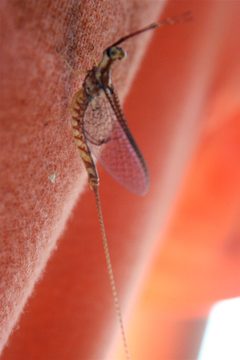 Hexagenia limbata by Cody Hough. Used under a CC BY-SA 3.0 license.