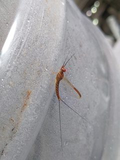 Mayfly-1-mettupalayam-coimbatore-India by Yercaud-elango. Used under a CC BY-SA 4.0 license.