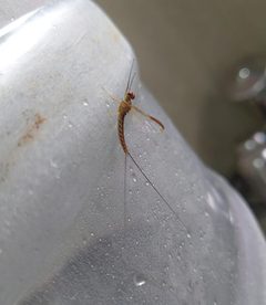 Mayfly-2-mettupalayam-coimbatore-India by Yercaud-elango. Used under a CC BY-SA 4.0 license.