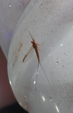 Mayfly-3-mettupalayam-coimbatore-India by Yercaud-elango. Used under a CC BY-SA 4.0 license.