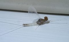Baetis intercalaris P1660461a by
xpda. Used under a CC BY-SA 4.0 license.