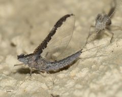Callibaetis californicus by Jesse Rorabaugh. Used under a CC0 license.