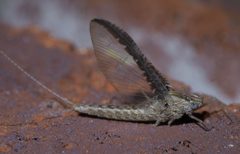 Callibaetis floridanus P1590759a by 
xpda. Used under a CC BY-SA 4.0 license.