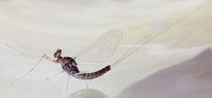 Cloeon dipterum imago male by Siga. Used under a CC BY-SA 3.0 license.