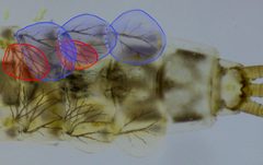 Cloeon dipterum larva detail by Siga. Used under a CC BY-SA 3.0 license.