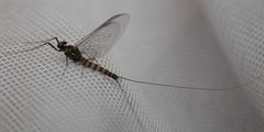 Siphlonurus occidentalis by JerryFriedman. Used under a CC BY-SA 3.0 license.