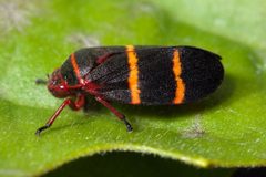 Prosapia bicincta Kaldari by Kaldari. Used under a Public domain license.