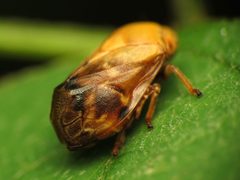 Pecan Spittlebug - Flickr - treegrow by Katja Schulz from Washington, D. C., USA. Used under a CC BY 2.0 license.