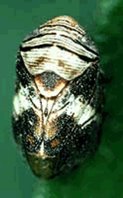 Clastoptera arizonana by David R. Maddison. Used under a CC BY 3.0 license.