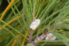Clastoptera undulata - casuarina spittlebug by Sam Fraser-Smith. Used under a CC BY 2.0 license.
