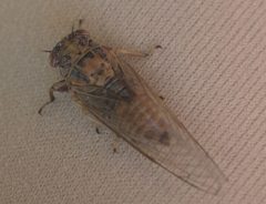 Cicadettana calliope calliope P1210804a by 
xpda. Used under a CC BY-SA 4.0 license.
