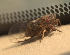 Cicadettana calliope calliope P1210806a by
xpda. Used under a CC BY-SA 4.0 license.