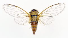 Cicadettana calliope calliope male US.IL.QHR male dorsal view by Dmarshal (David C. Marshall). Used under a CC BY-SA 4.0 license.