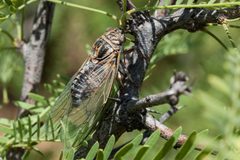 Diceroprocta eugraphica - Flickr - aspidoscelis by Patrick Alexander from Las Cruces, NM. Used under a CC0 license.