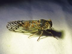 Pacarina puella by Annika Lindqvist. Used under a CC BY 4.0 license.