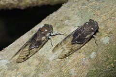 Quesada gigas - inat 369295377 by {{{name}}}. Used under a CC BY 4.0 license.