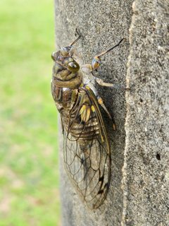 Quesada gigas 238694552 by Jean Carlo Mari Fanton. Used under a CC BY 4.0 license.