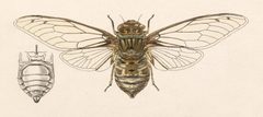 Tympanoterpes gigas by W.L. Distant/W. Purkiss. Used under a Public domain license.