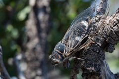 Hadoa inaudita - Flickr - aspidoscelis by Patrick Alexander from Las Cruces, NM. Used under a CC0 license.