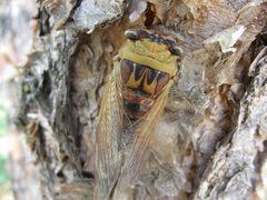 Tibicen pronotalis by Yakkam255. Used under a CC BY 3.0 license.