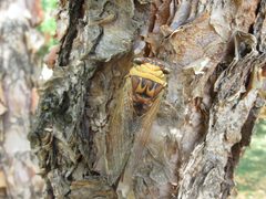 Walkers cicada by Yakkam255. Used under a CC BY 3.0 license.