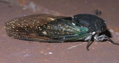 Neotibicen lyricen lyricen P1450716a by 
xpda. Used under a CC BY-SA 4.0 license.
