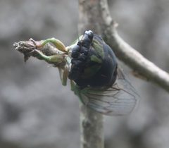 Neotibicen tibicen tibicen DSC01270a by 
xpda. Used under a CC BY-SA 4.0 license.