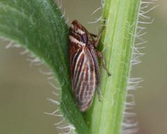 2017 06 21 Aphrodes makarovi by Slimguy. Used under a CC BY 4.0 license.
