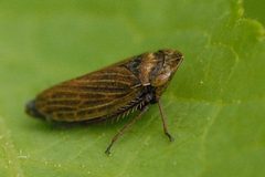 Aphrodes.makarovi.-.lindsey by James K. Lindsey. Used under a CC BY-SA 3.0 license.