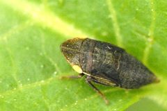 Aphrodes.makarovi3.-.lindsey by James K. Lindsey. Used under a CC BY-SA 3.0 license.