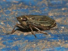 Aphrodes makarovi by S. Rae from Scotland, UK. Used under a CC BY 2.0 license.