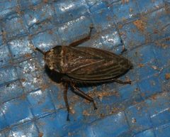 Aphrodes makarovi - Flickr - S. Rae by S. Rae from Scotland, UK. Used under a CC BY 2.0 license.