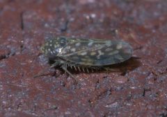 Xestocephalus lunatus P1200991a by 
xpda. Used under a CC BY-SA 4.0 license.