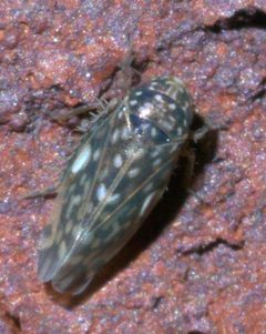 Xestocephalus lunatus P1290243a by 
xpda. Used under a CC BY-SA 4.0 license.