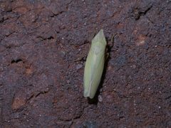 Draeculacephala P1200736a by 
xpda. Used under a CC BY-SA 4.0 license.