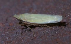 Draeculacephala P1200738a by 
xpda. Used under a CC BY-SA 4.0 license.