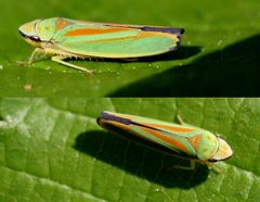 Graphocephala fennahi01 by wikipedia. Used under a Attribution license.