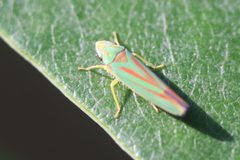 Graphocephala fennahi 149710749 by Michel Langeveld. Used under a CC BY-SA 4.0 license.