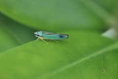 Graphocephala fennahi 150088955 by Michel Langeveld. Used under a CC BY-SA 4.0 license.