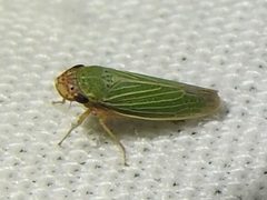 Xyphon reticulatum by Sam Kieschnick. Used under a CC BY 4.0 license.