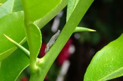 Homalodisca vitripennis - the nymph of a Sharpshooter Leafhopper - side view by Plantlady223. Used under a CC BY-SA 4.0 license.