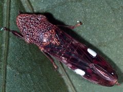 Homalodisca vitripennis 1355010 by Reyes Garcia III, USDA Agricultural Research Service. Used under a Public domain license.
