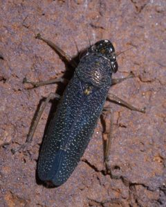 Paraulacizes irrorata P1660058a by 
xpda. Used under a CC BY-SA 4.0 license.