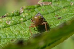 Jikradia olitoria - Coppery Leafhopper 01 by Jasper Shide. Used under a CC0 license.