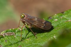 Jikradia olitoria - Coppery Leafhopper 02 by Jasper Shide. Used under a CC0 license.