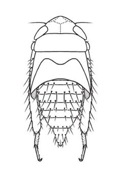 Nymph of Acinopterus acuminatus by Dmitry A. Dmitrev. Used under a CC BY 3.0 license.