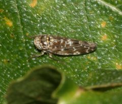 Allygus mixtus - a leafhopper - Flickr - S. Rae by S. Rae from Scotland, UK. Used under a CC BY 2.0 license.